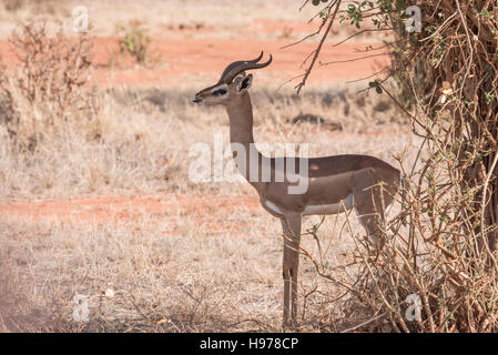 Un maschio Gerenuk permanente e la degustazione di aria con la sua linguetta Foto Stock