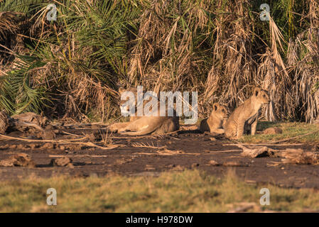 Una leonessa e lupetti rilassante la mattina presto del sole Foto Stock