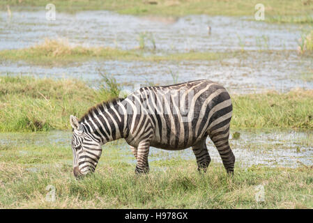 Comune o pianure Zebra alimentando in palude a Amboselii Foto Stock