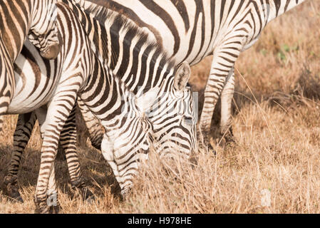 Comune o pianure Zebra (Equus quagga pascolo Foto Stock