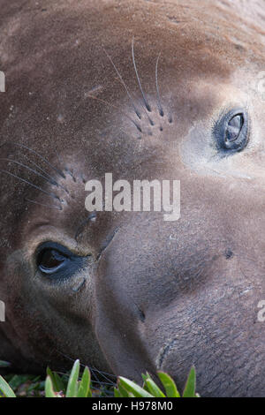 Close up di un elefante bull guarnizione di tenuta Foto Stock