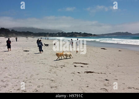 Spiaggia Carmel nel Carmelo-per-il-Mare, California, USA. Cane accogliente town. Foto Stock