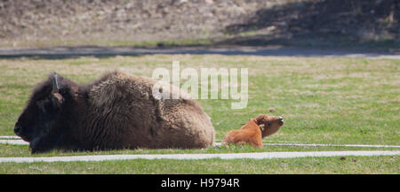 Grandi bufali con nuovo vitello nato su erba verde nel parco nazionale di Yellowstone Foto Stock