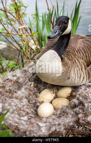 Mamma Goose difendendo il suo nido con uova. Foto Stock