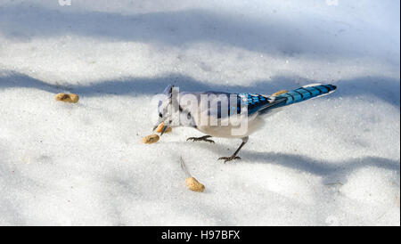 Primavera Blue Jay (Cyanocitta cristata) sulla fusione della neve di mais, attratti dalle offerte di arachidi, un trattamento preferito. Foto Stock