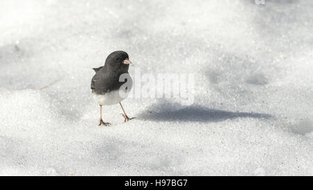 Dark Eyed Junco, Junco hyemalis ordine: Passeriformes Famiglia: EMBERIZIDAE Foto Stock