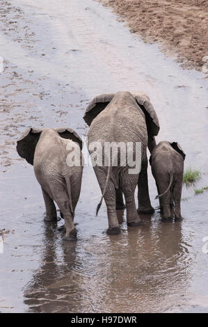 Elephant vacca e due vitelli (Loxodonta africana) camminando nel fiume, vista posteriore del Parco Nazionale di Tarangire e, Tanzania Foto Stock