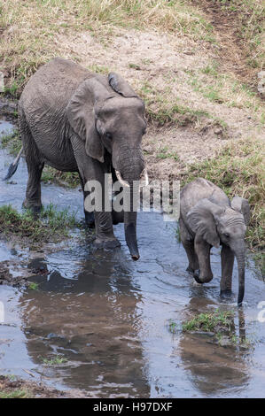 Elephant vacca e polpaccio (Loxodonta africana) camminando nel fiume, Parco Nazionale di Tarangire e, Tanzania Foto Stock