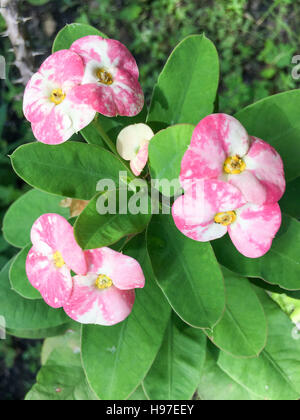 Euphorbia fiori per la famiglia comunemente chiamato "L E EUFORBIE". Foto Stock