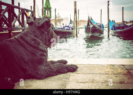 Nero gigante Schnauzer è situata nella parte anteriore delle gondole a Venezia (Piazza San Marco, Venezia, Italia). Modificato come un'annata foto con bordi scuri. Foto Stock