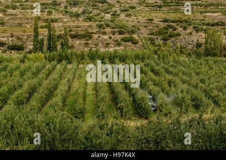 Trattore erbicida di spruzzatura in un Apple Orchard Foto Stock