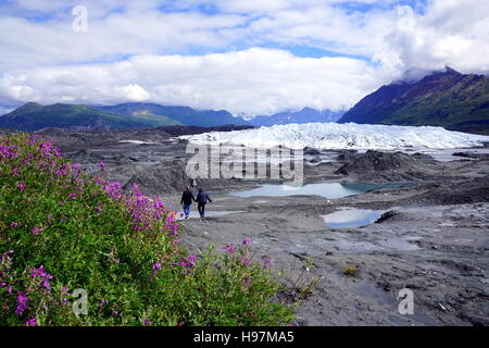 Fiori selvatici presso il ghiacciaio in vista matanuska-susitna borough (nei pressi di ancoraggio) Alaska, Stati Uniti d'America Foto Stock