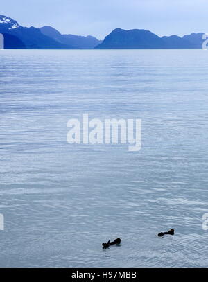 La lontra di nuoto nel ghiacciaio in Alaska acqua, il parco nazionale di Kenai Fjords, Alaska Foto Stock