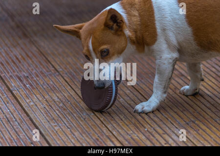Che prende il biscotto, un jack russell terrier cerca di mangiare un grande biscotto di plastica. Foto Stock