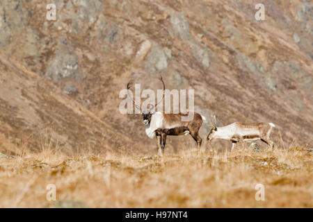 Un toro e vacca caribou nella gamma Alaska montagne durante l'autunno rut. Foto Stock