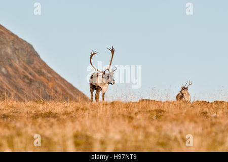 Un toro e vacca caribou nella gamma Alaska montagne durante l'autunno rut. Foto Stock