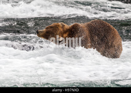 Maschio di orso bruno scuote acqua dal suo pelo presso Brooks Falls, Katmai National Park, Alaska Foto Stock