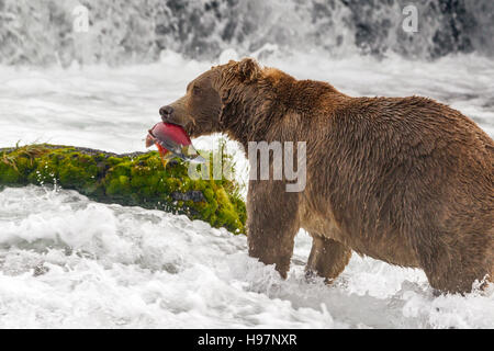 Maschio di orso bruno cattura la deposizione delle uova di salmone rosso presso Brooks Falls, Katmai National Park, Alaska Foto Stock