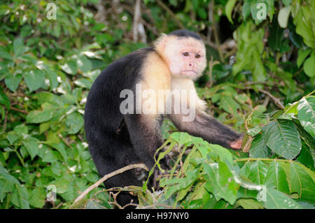 Bianco-testa di scimmia cappuccino, foresta pluviale, Gamboa, Panama Foto Stock