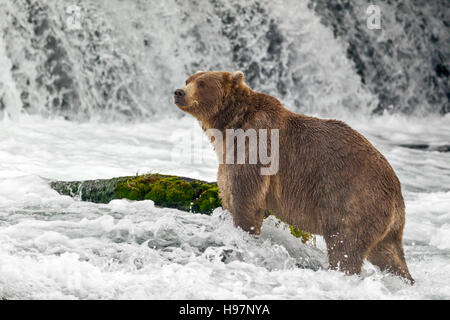 Un bambino maschio marrone costiere orso ricerca attivamente al di sotto di una cascata tuonanti al Salmone Sockeye durante la loro migrazione Foto Stock