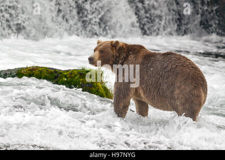 Un bambino maschio marrone costiere orso ricerca attivamente al di sotto di una cascata tuonanti al Salmone Sockeye durante la loro migrazione Foto Stock