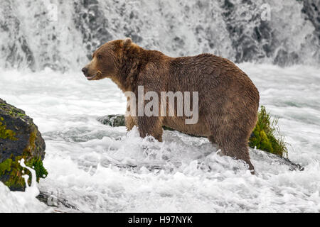 Un bambino maschio marrone costiere orso ricerca attivamente al di sotto di una cascata tuonanti al Salmone Sockeye durante la loro migrazione Foto Stock