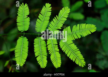 Foglie di piante sensibili, sleepy impianto, Dormilones timido impianto, foresta pluviale, Gamboa, Panama Foto Stock