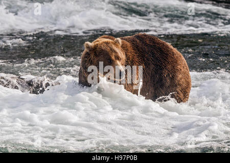 Un maschio di orso bruno passeggiate attraverso le rapide sotto Brooks Falls, Katmai National Park, Alaska Foto Stock