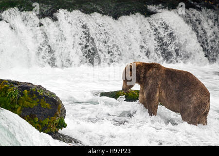 Un bambino maschio marrone costiere orso ricerca attivamente al di sotto di una cascata tuonanti al Salmone Sockeye durante la loro migrazione Foto Stock