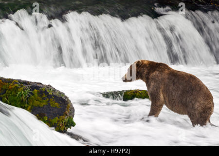 Un bambino maschio marrone costiere orso ricerca attivamente al di sotto di una cascata tuonanti al Salmone Sockeye durante la loro migrazione Foto Stock