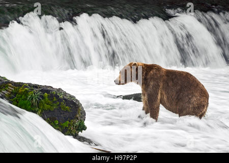 Un bambino maschio marrone costiere orso ricerca attivamente al di sotto di una cascata tuonanti al Salmone Sockeye durante la loro migrazione Foto Stock