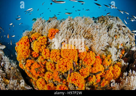 Reef colorati con orange cup coralli sull isola di Coiba, Panama, Coiba, Panama, Ost Pazifik Foto Stock