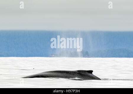 Un adulto Humpback Whale (Megaptera novaeangliae) soffia nelle acque intorno alla costa di Alaska Foto Stock