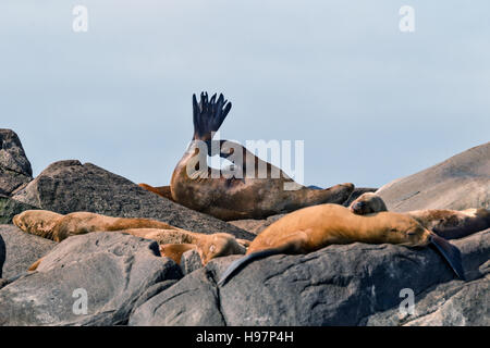 Steller leoni marini, Alaska Foto Stock