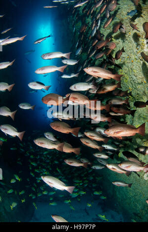 Scuola di Whipper Snapper, Jordans Snapper, l'isola di Malpelo, Colombia, Oriente Oceano Pacifico Foto Stock