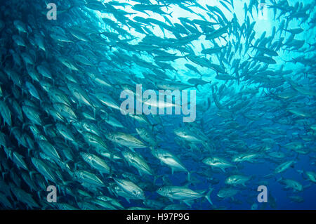 Scuola di tonno obeso trevallies, Jack obeso, l'isola di Malpelo, Colombia, Oriente Oceano Pacifico Foto Stock