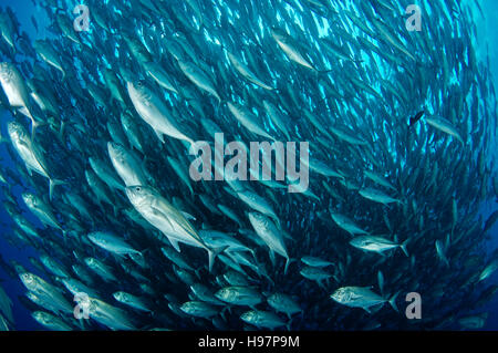 Scuola di tonno obeso trevallies, Jack obeso, l'isola di Malpelo, Colombia, Oriente Oceano Pacifico Foto Stock