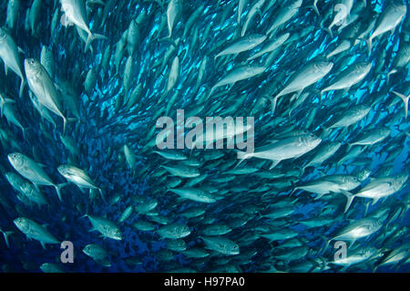 Scuola di tonno obeso trevallies, Jack obeso, l'isola di Malpelo, Colombia, Oriente Oceano Pacifico Foto Stock