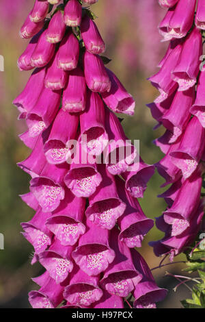 Foxglove Digitalis purpurea New Forest National Park Hampshire Inghilterra Foto Stock