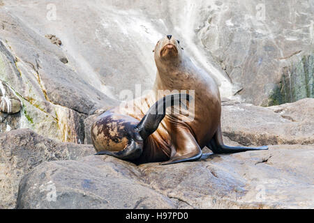 Steller leoni marini, Alaska Foto Stock