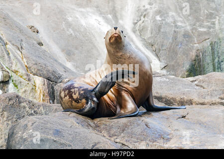 Steller leoni marini, Alaska Foto Stock