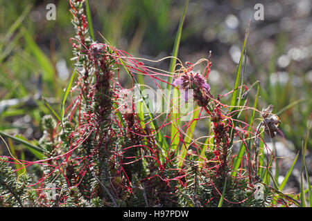 Tremava comune Cuscuta epithymum su Cross-lasciava heath Erica tetralix Lande secche New Forest National Park Hampshire Inghilterra Foto Stock