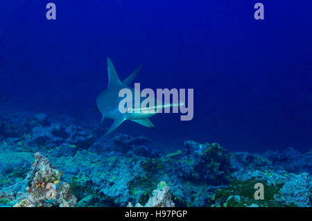 Festone squalo martello, l'isola di Malpelo, Colombia, Oriente Oceano Pacifico Foto Stock