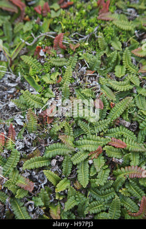 Piccola felce Blechnum penna-marina Isole Falkland Foto Stock