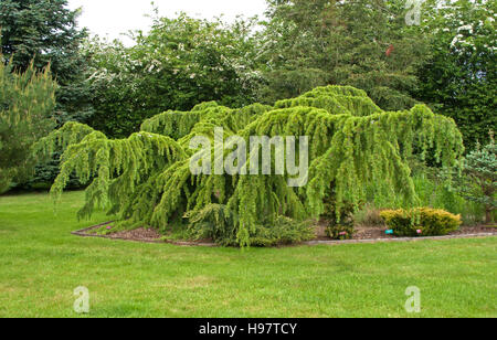 Cedrus deodara Pendula Foto Stock