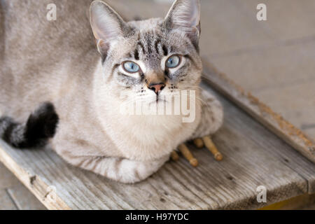 Gatto con bacchette Foto Stock