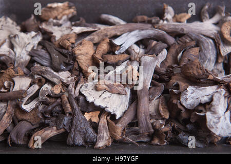 Polietilene nero vassoio pieno di corno dell'abbondanza di funghi. Isolato Foto Stock