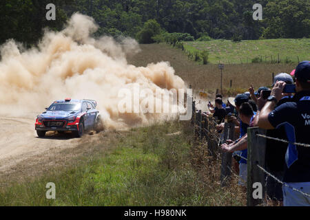 Coffs Harbour, Australia. Xix Nov, 2016. Spettatori guarda come Dani Sordo (ESP) e co-driver Marc Marti (ESP) guidare i loro #20 Hyundai Motorsport di nuovo i20 durante la terza giornata del Rally Australia, il XIV e il round finale del 2016 FIA World Rally Championship. Credito: Hugh Peterswald/Pacific Press/Alamy Live News Foto Stock