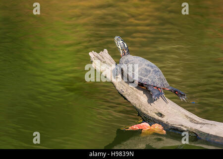 Un dipinto di turtle prende un po' di sole su un log in autunno nel New England Foto Stock