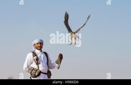 Dubai, UAE, Novembre 19th, 2016: Una falconer in abito tradizionale, la formazione di un falco pellegrino (Falco peregrinus) Foto Stock